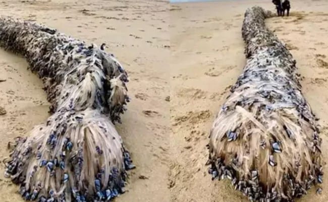 अनोखा-जीव