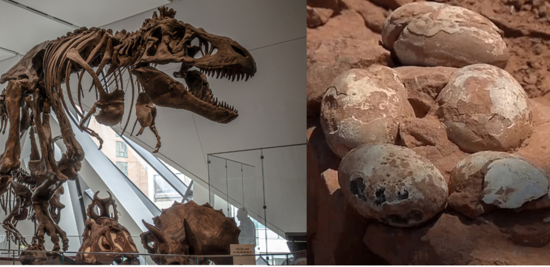 अंडे के अंदर एक अंडा